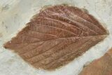 Huge, Plate of Paleocene Leaf Fossils - Glendive, Montana #216909-4